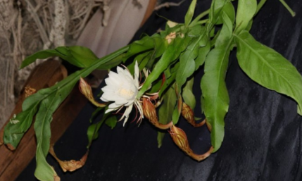 Set of 3 Live Epiphyllum oxypetalum Queen of the Night Orchid Cactus Plants for Indoor Container Growing