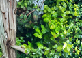 Ficus pumila Creeping Fig Live Plant for Terrarium & Vivarium, Indoor Groundcover, Trailing Vine