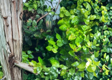 Ficus pumila Creeping Fig Live Plant for Terrarium & Vivarium, Indoor Groundcover, Trailing Vine