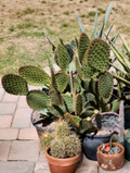 Opuntia lubrica Prickly Pear Cactus Pad Cutting Live Plant Segment for Propagation Desert Succulent Xeriscape Garden