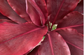 Cordyline fruticosa Red Hawaiian Ti Cuttings - 12 Inch Tropical Foliage Plant Stems for Propagation