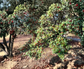 American Holly Cuttings Ilex opaca Native Evergreen Tree for Privacy Screen, Unrooted Propagation Stock