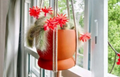 Monkey Tail Cactus Cutting 8 Inch Unrooted Succulent Propagation Plant Cleistocactus colademononis