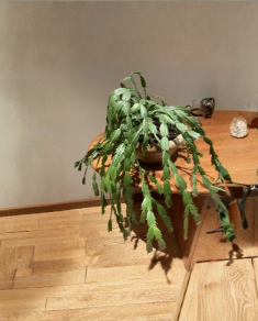 Pink Fuchsia Thanksgiving Cactus Cuttings 3 Pack Schlumbergera truncata Unrooted Tropical Indoor Plant