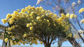 Lady Banks Yellow Rose Cuttings 5 Pack | Unrooted Climbing Rose Vine Rosa banksiae | Yellow Miniature Blooms