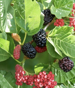 Dwarf Everbearing Mulberry Cuttings 15 Pack for Rooting Propagation Morus spp. Deciduous Fruit Tree