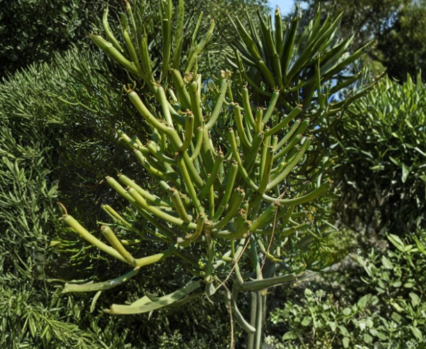 Euphorbia Tirucalli Pencil Cactus Cuttings Non-Rooted Succulent Stems for Propagation, Green, Indoor Outdoor Plant