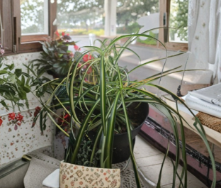 Variegated Spider Plant Cuttings - Bare Rooted Houseplant Starters, Chlorophytum comosum, Indoor Container & Hanging Basket