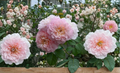 Unrooted Rose Cuttings 3 Stems Ausmajesty Garden Rose Rosa spp. for Propagation and Rooting