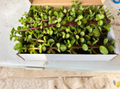 Succulent Cuttings 4 Pack - Portulacaria afra Dwarf Jade Elephant Bush Bonsai Propagation