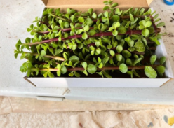 Succulent Cuttings 4 Pack - Portulacaria afra Dwarf Jade Elephant Bush Bonsai Propagation