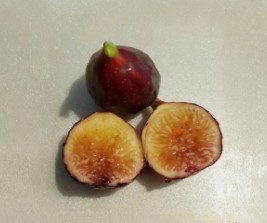LSU Purple Fig Cutting for Propagation, Ficus carica Cold Hardy Variety, Deciduous Fruit Tree, Rooting Planting Material