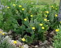 Spineless Prickly Pear Cactus Pads Nopales Opuntia ellisiana Plant Cuttings, Garden, Landscape, Propagation