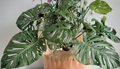 Monstera adansonii Swiss Cheese Plant Cuttings – Tropical Vine with Fenestrated Leaves, 2 Fresh Unrooted Cuttings for Indoor Growing