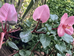 Pink Princess Philodendron Rooted Live Plant - Variegated Indoor Houseplant, Philodendron erubescens, Pink and Green Foliage