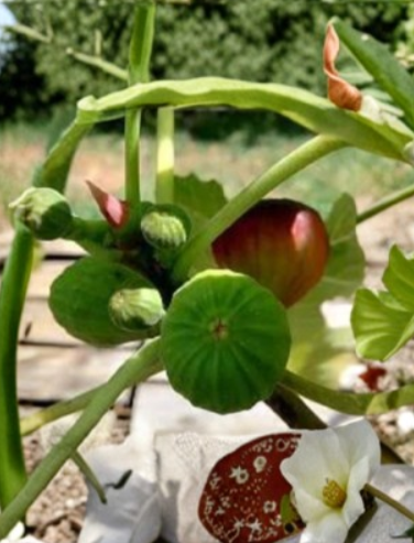 Ventura Strawberry Fig Cuttings, Ficus carica, Unrooted Grafting Propagation, 6-12 Inch Fresh Fruit Tree Scion Wood
