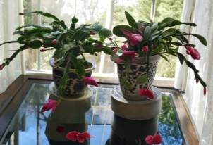 Pink Thanksgiving Cactus Cuttings, Schlumbergera truncata, Unrooted Holiday Cactus Propagation, Indoor Houseplant