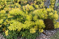 Sedum Angelina Live Cuttings - Succulent Ground Cover Plant Stems for Propagation, Rock Garden, Border, Drought Tolerant, Sedum rupestre