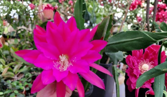 Epiphyllum Cuttings 8-10 Inches Unrooted Orchid Cactus Stem for Propagation Epiphyllum spp.