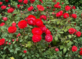True Passion Rose Cuttings, Bright Red Hybrid Rose, Flowering Shrub, Rosa hybrid cultivar, Garden & Container Plant