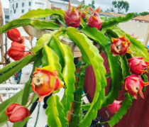 Red Dragon Fruit Cactus Cutting Unrooted Pitaya Plant Climbing Selenicereus undatus