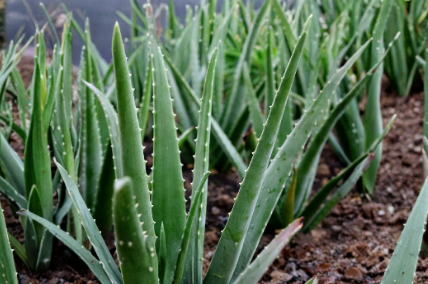 Large Aloe Vera Cuttings 12 Inches Unrooted Succulent for Propagation Aloe barbadensis miller