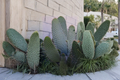 Consolea Moniliformis Cactus Cutting 12-Inch Unrooted Opuntia-Type Succulent for Propagation Desert Plant