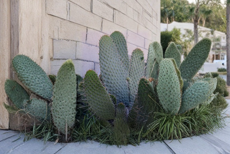 Consolea Moniliformis Cactus Cutting 12-Inch Unrooted Opuntia-Type Succulent for Propagation Desert Plant