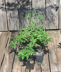 Euphorbia mahabokensis Seed Grown Live Plant – Rare Caudex Succulent for Collectors & Drought Tolerance