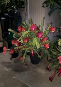 Epiphyllum Orchid Cactus Cuttings 2 Pcs Purple Orange Trailing Live Unrooted Propagation