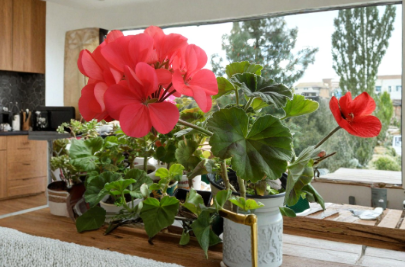 Zonal Geranium Cuttings 5 Inches Pelargonium x hortorum Flowering Plant for Propagation Garden Bed Patio Container