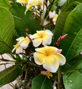 Plumeria ‘Celadine’ Cutting – 10-12 Inch Tropical Frangipani Stem for Propagation, Creamy Yellow Blooms