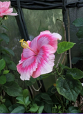 Vero’s Gift Hibiscus Unrooted Cuttings Tropical Flowering Plant for Propagation, Hibiscus rosa-sinensis