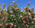 Camellia japonica Cutting Pink White Flower Unrooted Stem for Propagation, Ornamental Evergreen Shrub