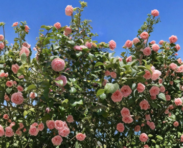 Camellia japonica Cutting Pink White Flower Unrooted Stem for Propagation, Ornamental Evergreen Shrub
