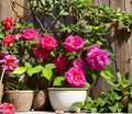 Zephirine Drouhin Thornless Rose Cuttings – 3 Unrooted Climbing Rose Stems, Pink Flowers, Rosa ‘Zephirine Drouhin’