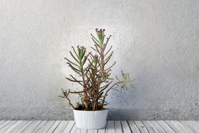 Mother of Thousands Succulent Plants 15 Pack Rooted Kalanchoe daigremontiana Indoor Garden