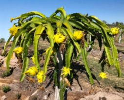 Yellow Dragon Fruit Potted Cutting – 8–12 Inches Selenicereus megalanthus Pitaya Cactus for Garden or Container