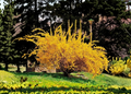 Golden Forsythia Cuttings - 20 Unrooted Deciduous Shrubs for Propagation, Bright Yellow Spring Blooms, Hedge & Border Plant