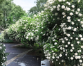 Chicago Lustre Viburnum Shrub | Deciduous Landscape Hedge Plant | Viburnum dentatum ‘Chicago Lustre’