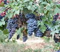 Brachetto Grape Cuttings 5 Pack Vitis vinifera Fruit Vine for Grafting and Propagation