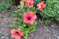 Tropical Hibiscus Cutting - Erin Rachel Unrooted Stem for Propagation - Flowering Garden Plant Hibiscus rosa-sinensis