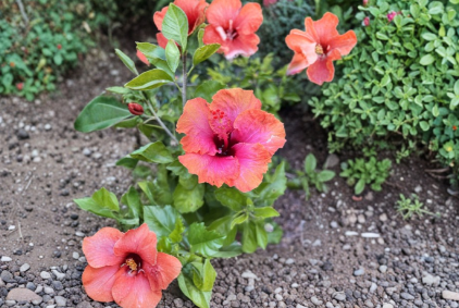 Tropical Hibiscus Cutting - Erin Rachel Unrooted Stem for Propagation - Flowering Garden Plant Hibiscus rosa-sinensis
