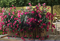 Christmas Cactus Starter Plant Pink Schlumbergera Epiphytic Tropical Houseplant