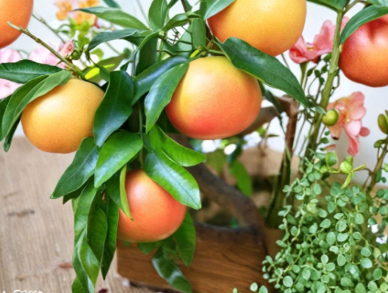 Ruby Grapefruit Cutting 6-8 Inch Citrus × paradisi Fruit Tree Propagation Stem for Rooting or Grafting