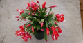 Christmas Cactus Cuttings, Unrooted Schlumbergera ‘Exotic Dancer’ Red, 2-3 Segments, Tropical Houseplant, Propagation Material