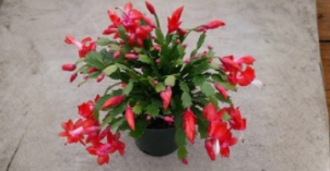 Christmas Cactus Cuttings, Unrooted Schlumbergera ‘Exotic Dancer’ Red, 2-3 Segments, Tropical Houseplant, Propagation Material