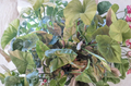 Syngonium Maria Allusion Cuttings – Unrooted Tropical Arrowhead Plant for Propagation, Indoor Houseplant, Green Bronze Foliage