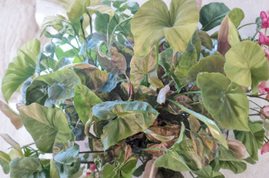 Syngonium Maria Allusion Cuttings – Unrooted Tropical Arrowhead Plant for Propagation, Indoor Houseplant, Green Bronze Foliage