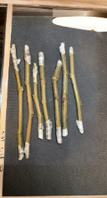 Chicago Hardy Fig Cuttings Ficus carica Unrooted Scion Wood for Propagation, Cold-Tolerant Fruit Tree
